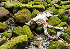 El cadáver de un potrillo apareció el pasado lunes en el Urumea. El animal fue localizado en la orilla izquierda del río, a la altura del Hotel María Cristina. Tras recibir el aviso, operarios de FCC procedieron el martes a su retirada. Ayudados por unas cuerdas, lograron subir al animal hasta la acera para su posterior traslado a la empresa Ganados Biltzen donde será incinerado.