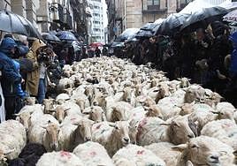 Un rebaño de ovejas recorre Ordizia en el lluvioso Artzain Eguna del año pasado, después de dos ediciones sin rumiantes debido a la pandemia.