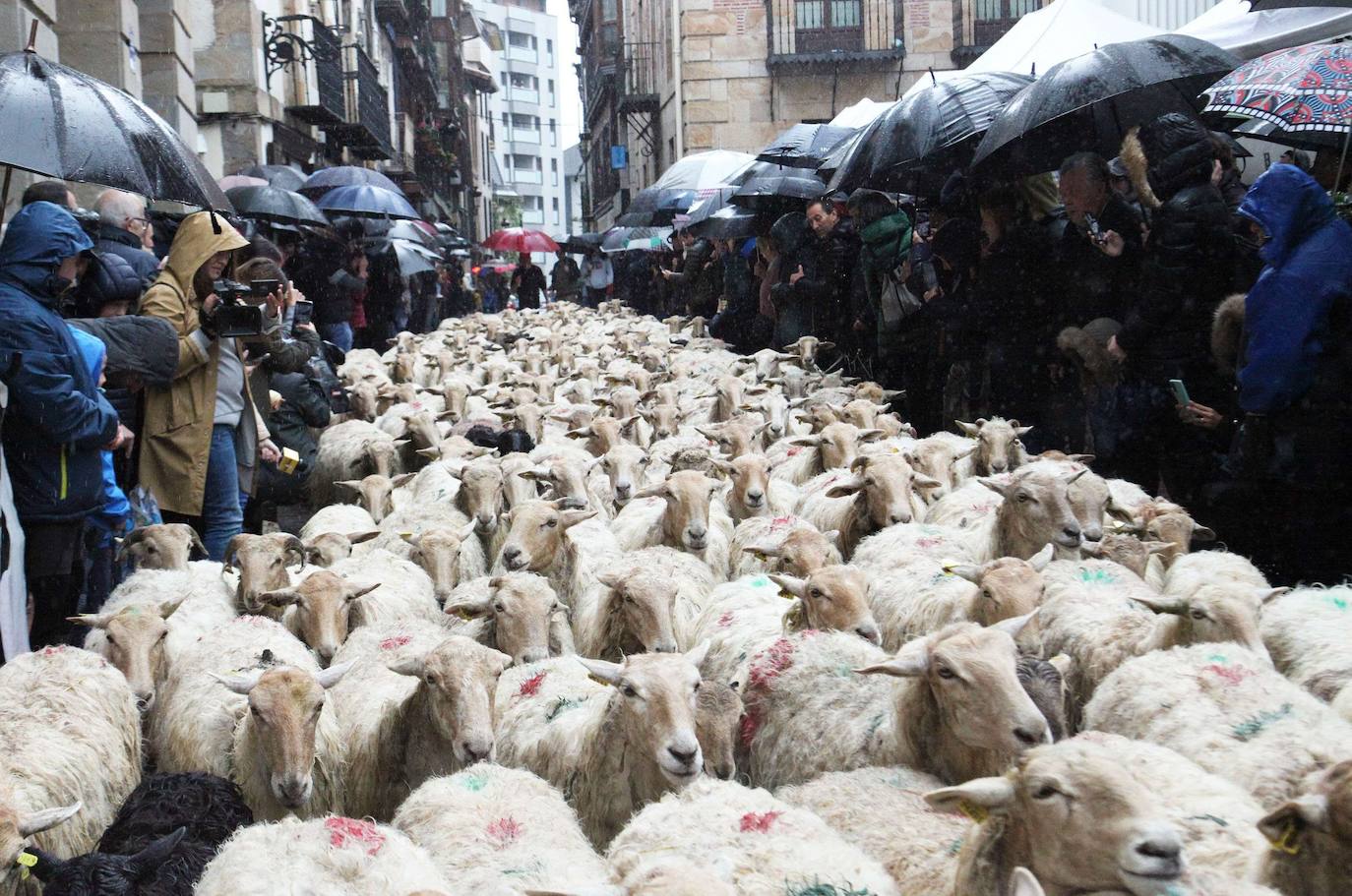 Un rebaño de ovejas recorre Ordizia en el lluvioso Artzain Eguna del año pasado, después de dos ediciones sin rumiantes debido a la pandemia.