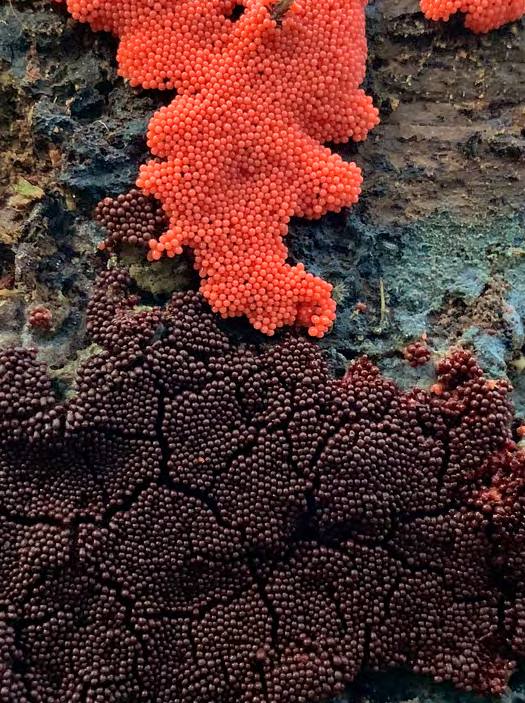 &#039;Fotciencia 18&#039;