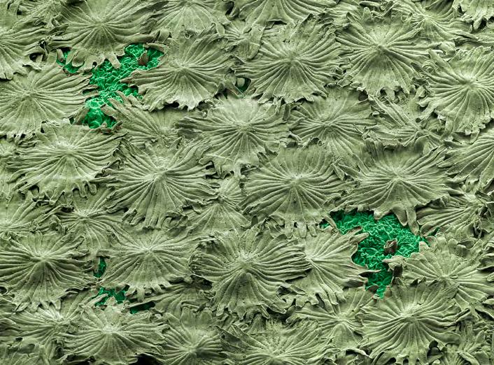 &#039;Fotciencia 18&#039;