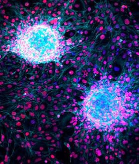 Imagen secundaria 2 - &#039;Fotciencia 18&#039;, una mirada al mundo a escala nanoscópica