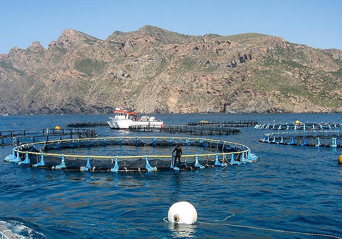 Una granja de atunes.