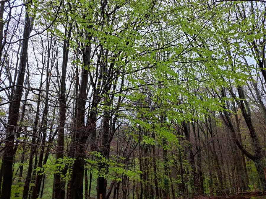 Txoritokieta: Un recorrido sencillo cargado de historia