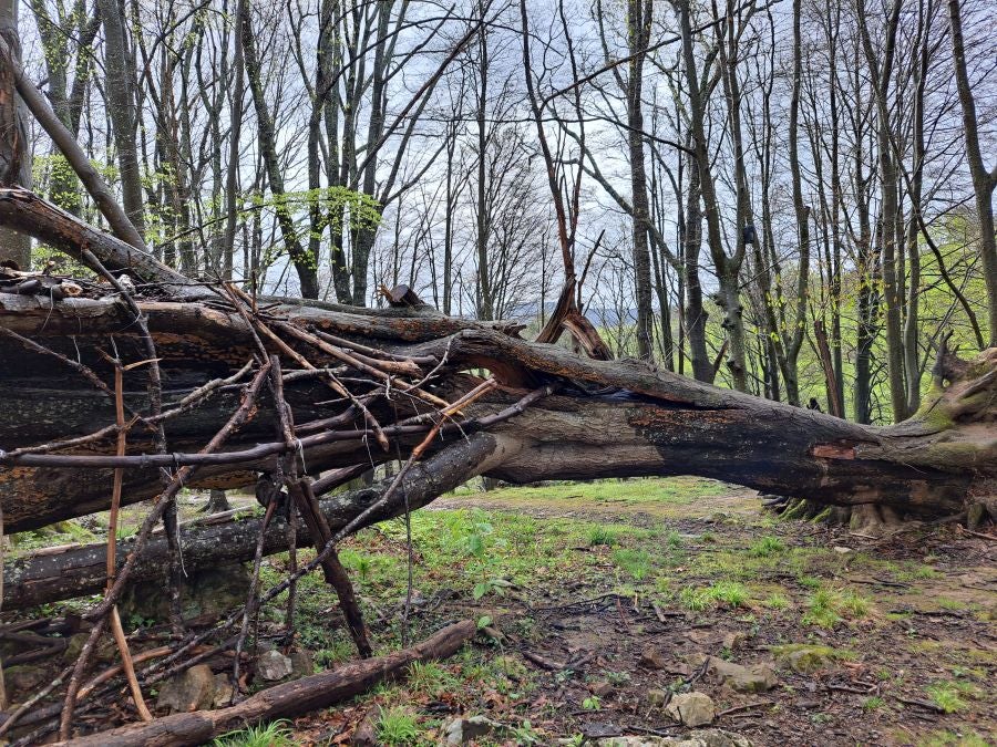 Txoritokieta: Un recorrido sencillo cargado de historia