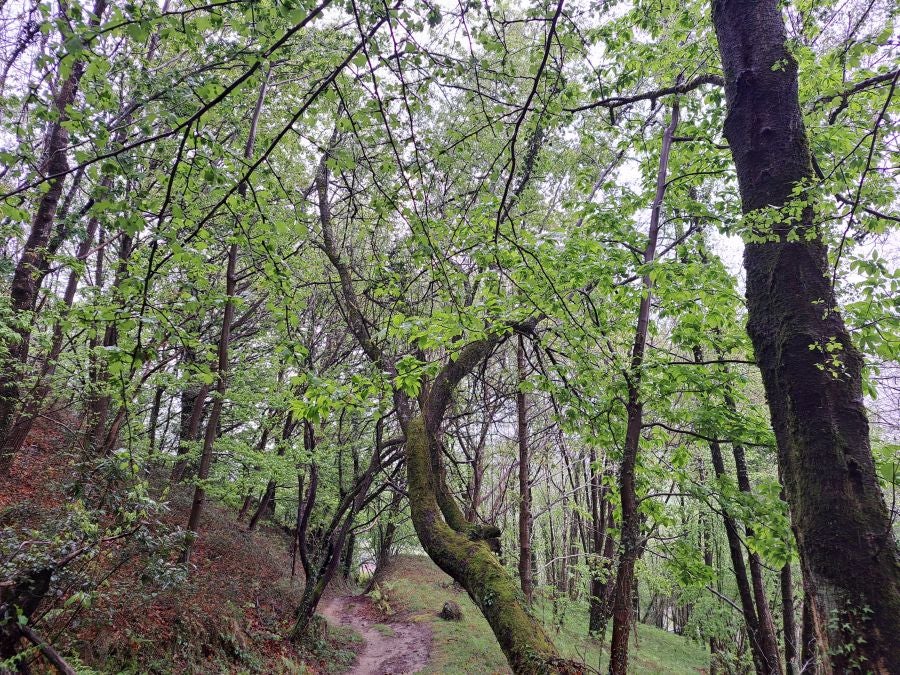 Txoritokieta: Un recorrido sencillo cargado de historia