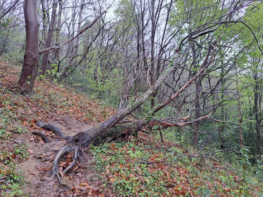 Txoritokieta: Un recorrido sencillo cargado de historia