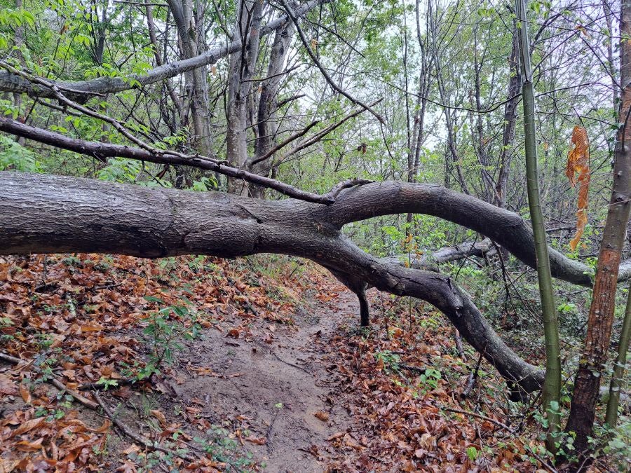 Txoritokieta: Un recorrido sencillo cargado de historia