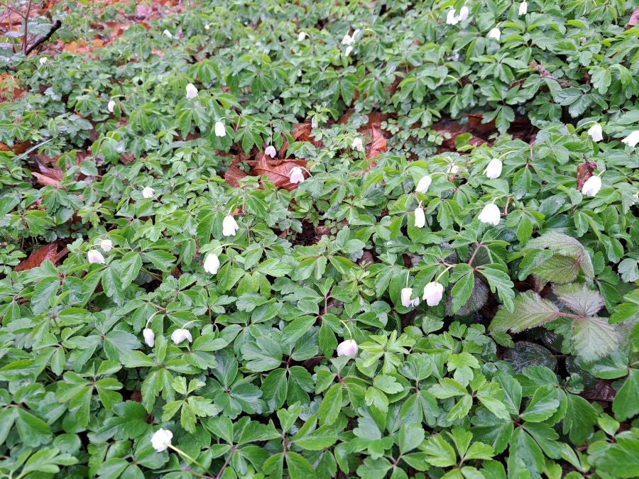 Txoritokieta: Un recorrido sencillo cargado de historia