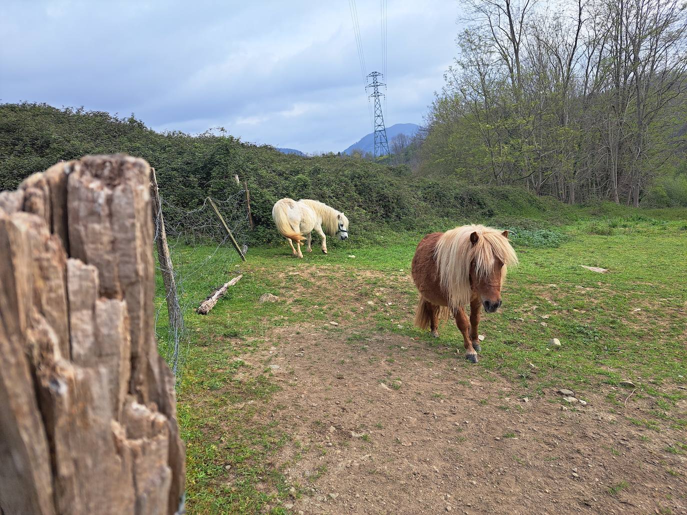 Oindolar, una recompensa primaveral