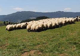 Un pastor atiende a su rebaño de ovejas en una campa.