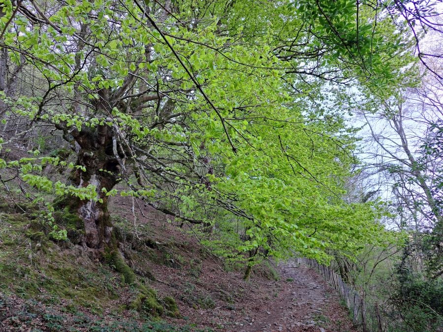 Pikuta, lejos del mundanal ruido