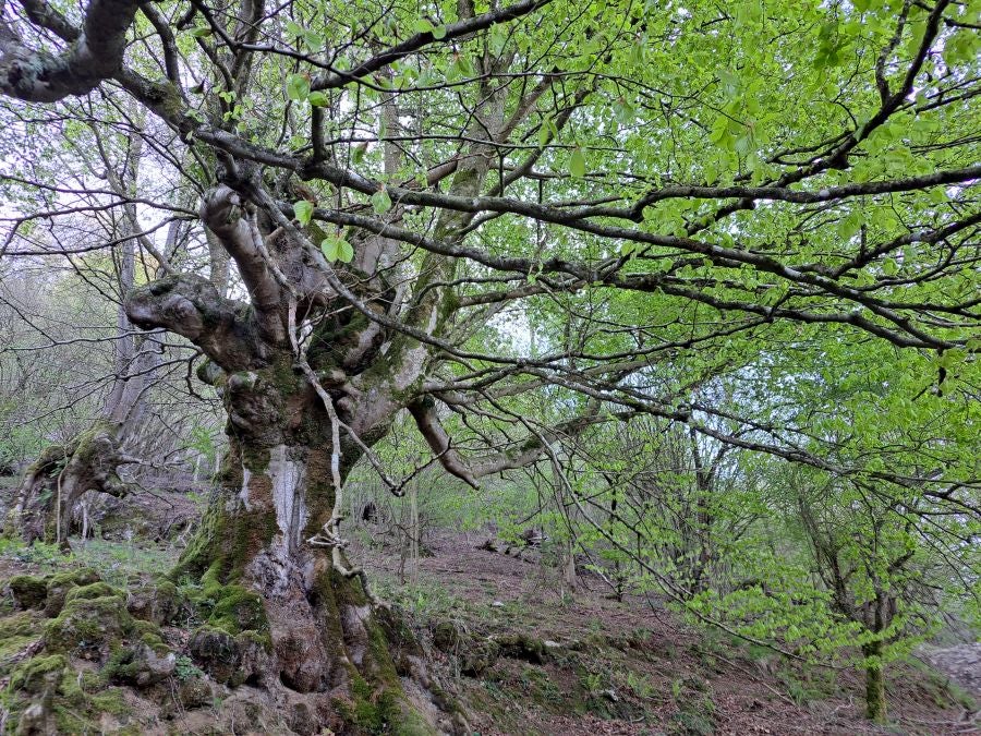 Pikuta, lejos del mundanal ruido