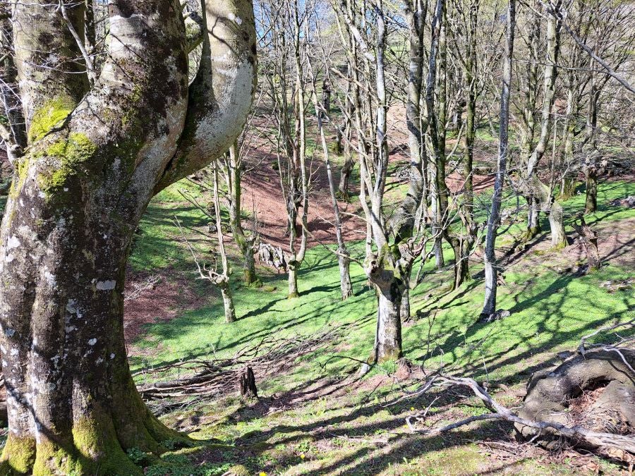 Pikuta, lejos del mundanal ruido