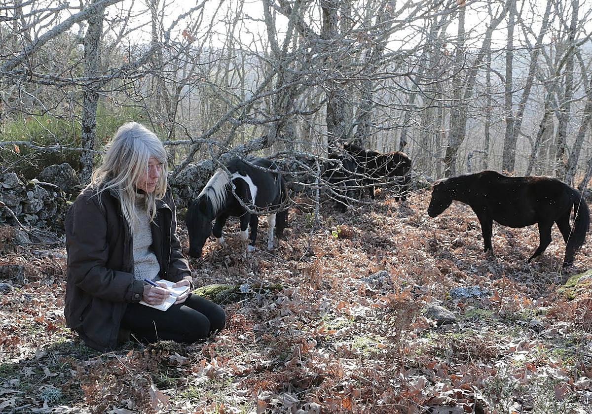Lucy Rees estudia el comportamiento de las pottokas en Piornal (Extremadura).