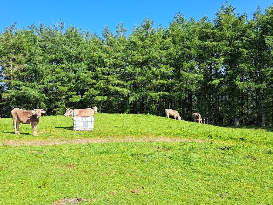 Explosión primaveral en la cima de Erroizpe