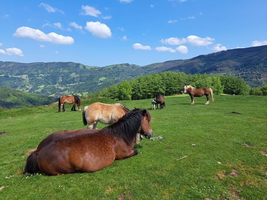 Explosión primaveral en la cima de Erroizpe