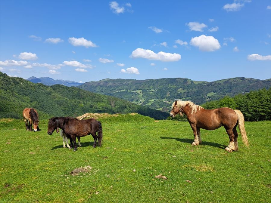 Explosión primaveral en la cima de Erroizpe