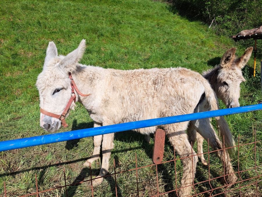 Explosión primaveral en la cima de Erroizpe