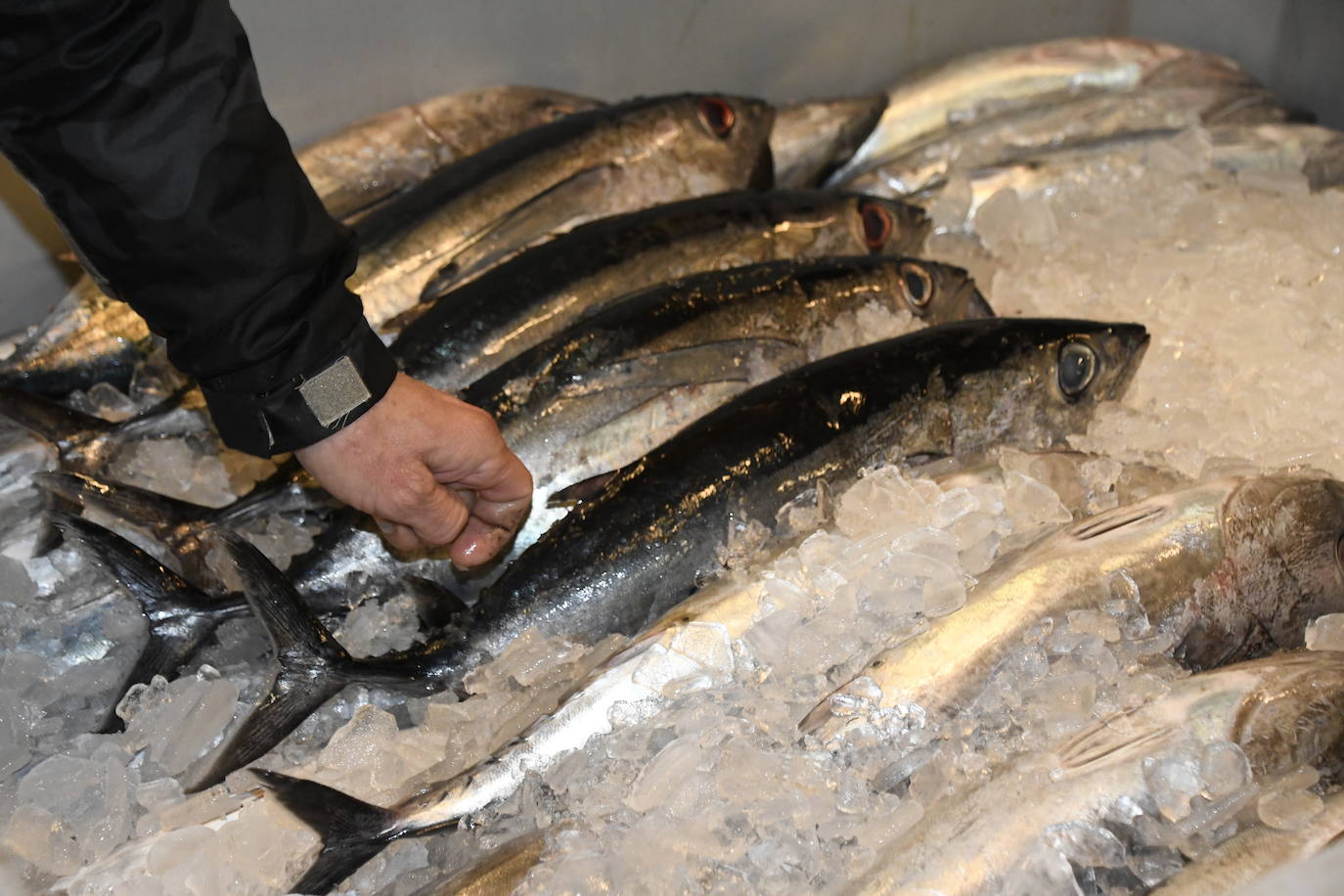 370 euros el kilo por el primer bonito