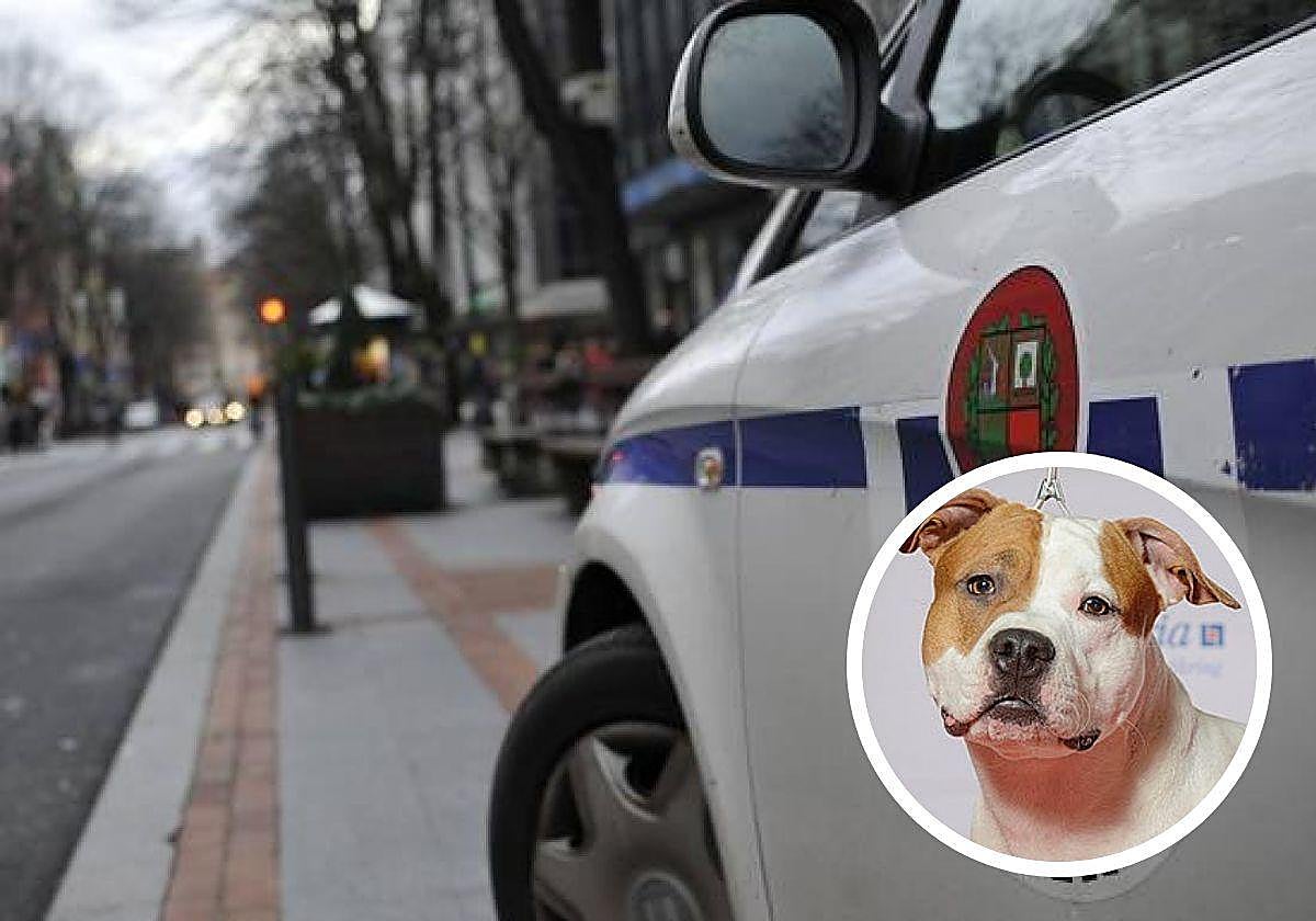 En el recuadro inferior, raza de perro American Staffordshire, como el que estaba en Ordizia.