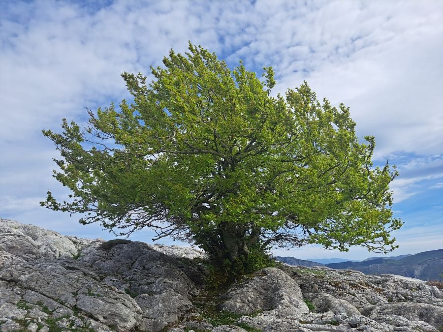Mirutegi, un inmenso jardín con vistas