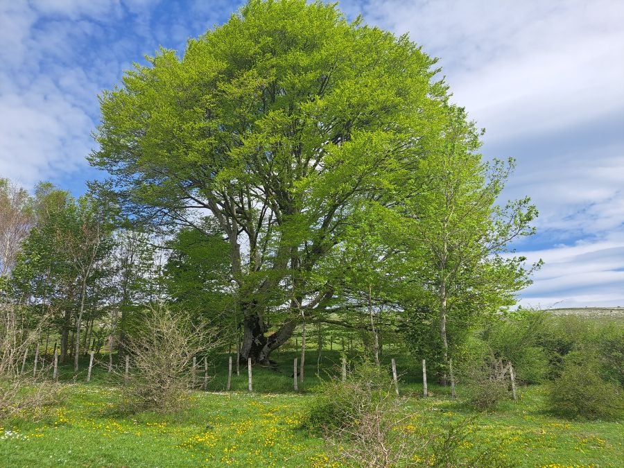 Mirutegi, un inmenso jardín con vistas