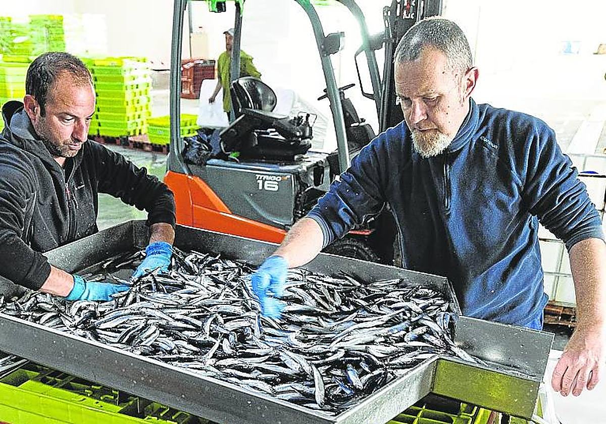 Descarga de anchoa este año en Hondarribia.