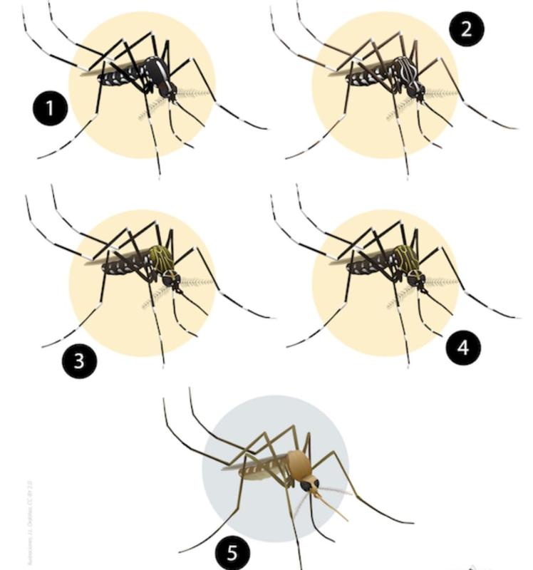 1: mosquito tigre. 2: mosquito de la fiebre amarilla. 3: mosquito del Japón. 4: mosquito de Corea. 5: mosquito común.