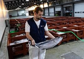 Bonito descargado en el puerto de Hondarribia.