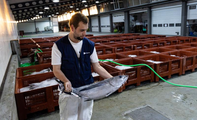 Bonito descargado en el puerto de Hondarribia.