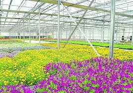 Un lector envía a Sirimiri este texto y fotografía: «Les remito esta comunicación sobre la excelencia de los viveros municipales que tenemos en nuestra ciudad. No solo van a ser críticas al consistorio. Cuando las cosas se hacen bien, es justo reconocerlas».