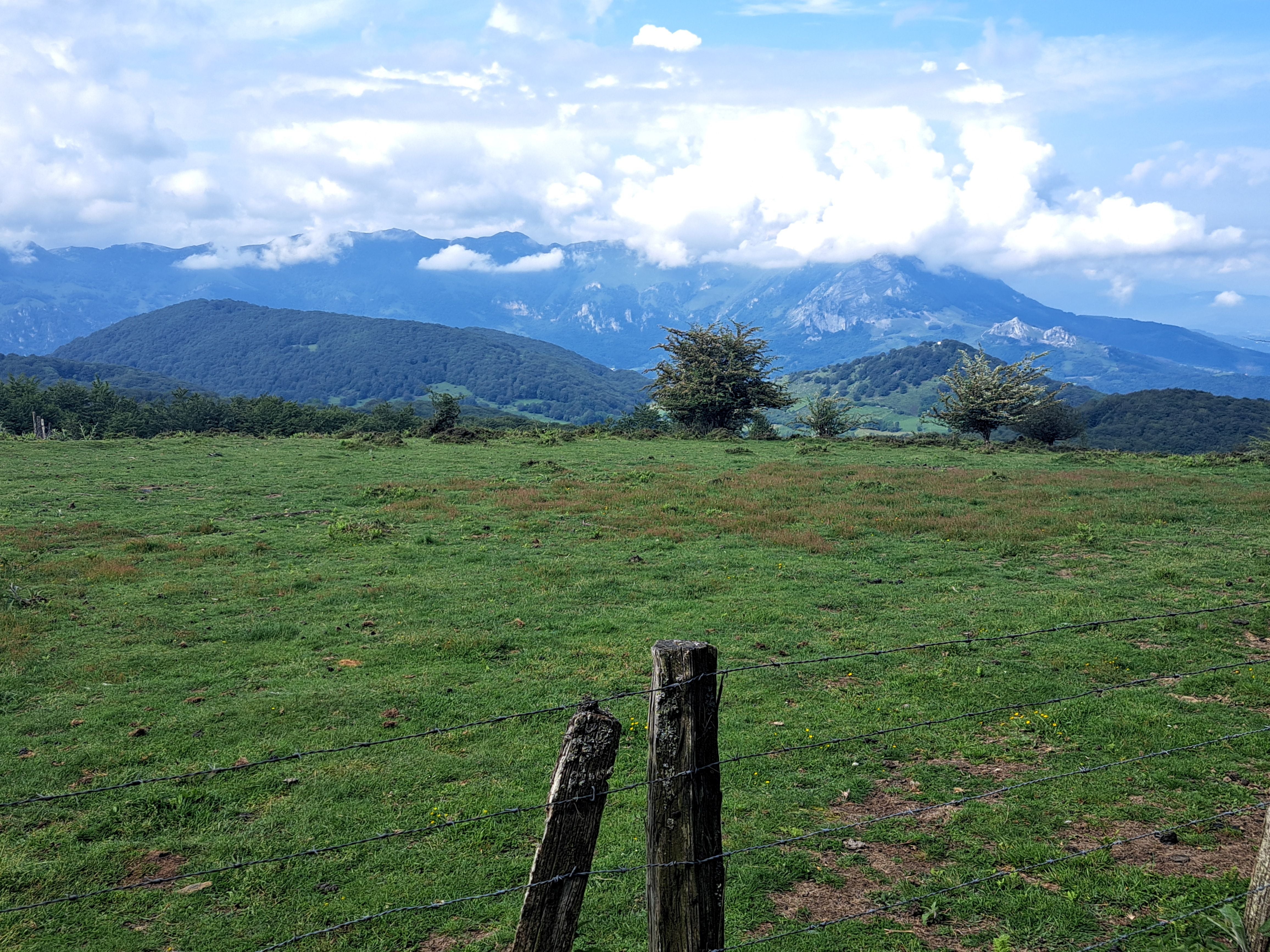 Entre bosques y Peru-Harri