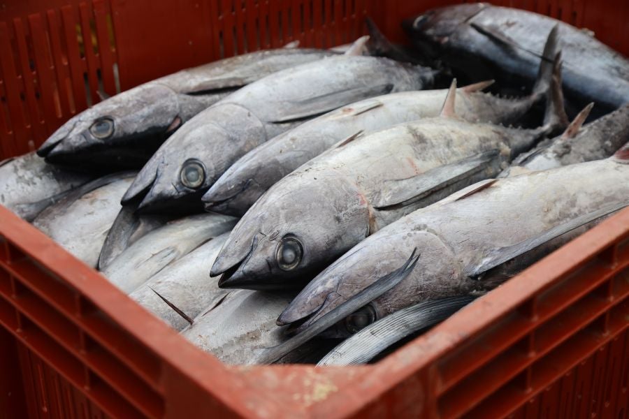 Arranca la campaña del bonito
