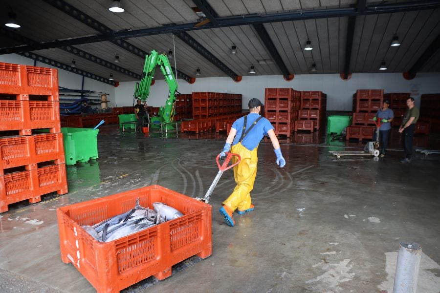 Arranca la campaña del bonito