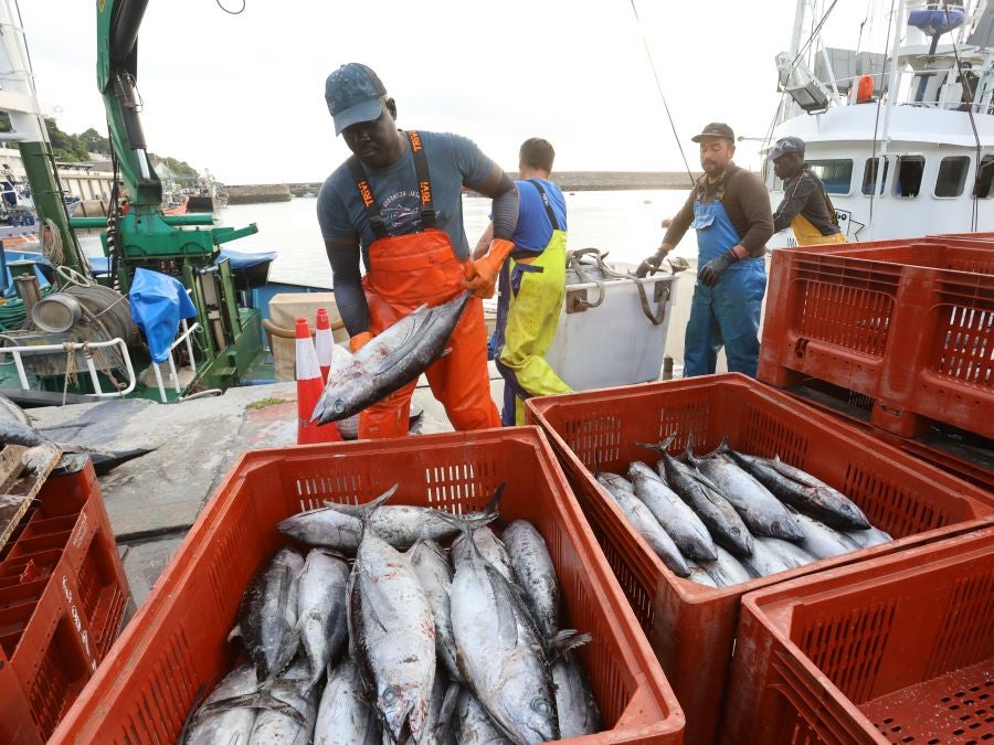 Arranca la campaña del bonito