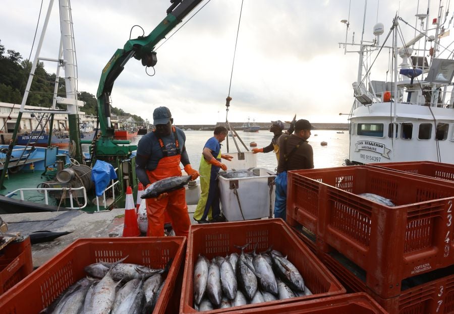 Arranca la campaña del bonito