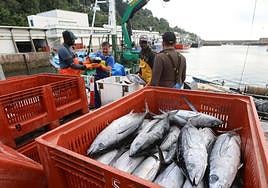 Arranca la campaña del bonito