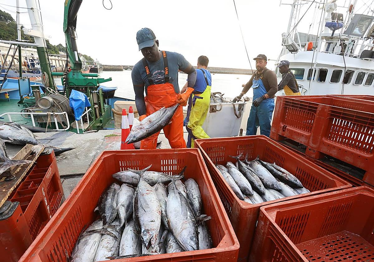 Descarga de bonito en el puerto de Hondarribia.