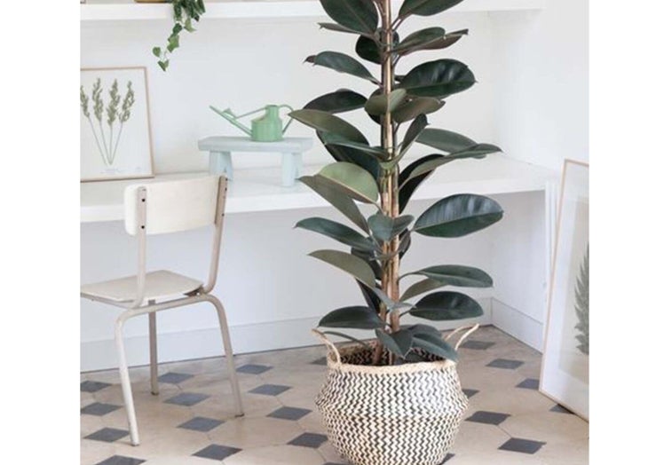 Ficus con maceta de rafia
