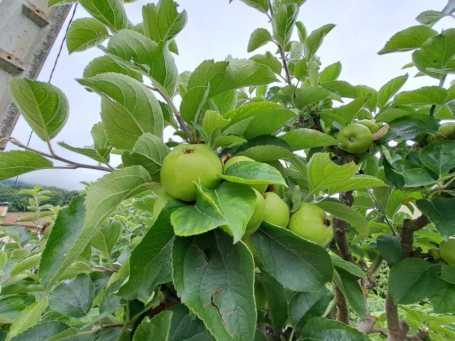 El suave manto de Belleku