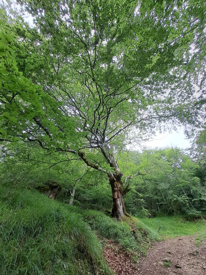 El suave manto de Belleku