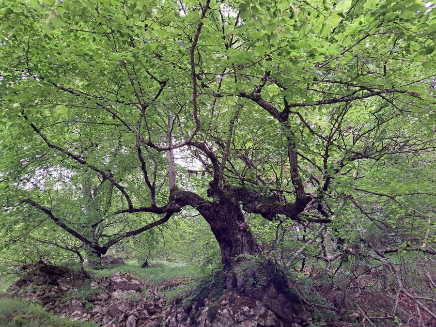 El suave manto de Belleku