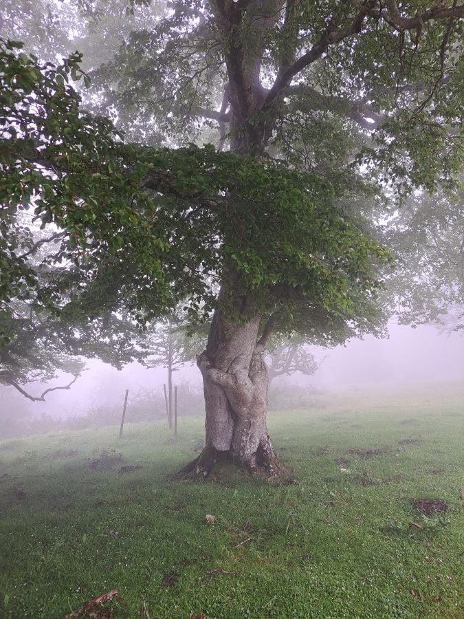 El suave manto de Belleku