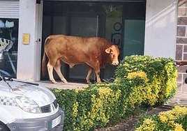 El toro se escapó de un prado cercano y llegó hasta el centro de Bera