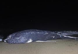 El cuerpo de la ballena de diez metros quedó varada en una de las playas de Bidart este sábado.