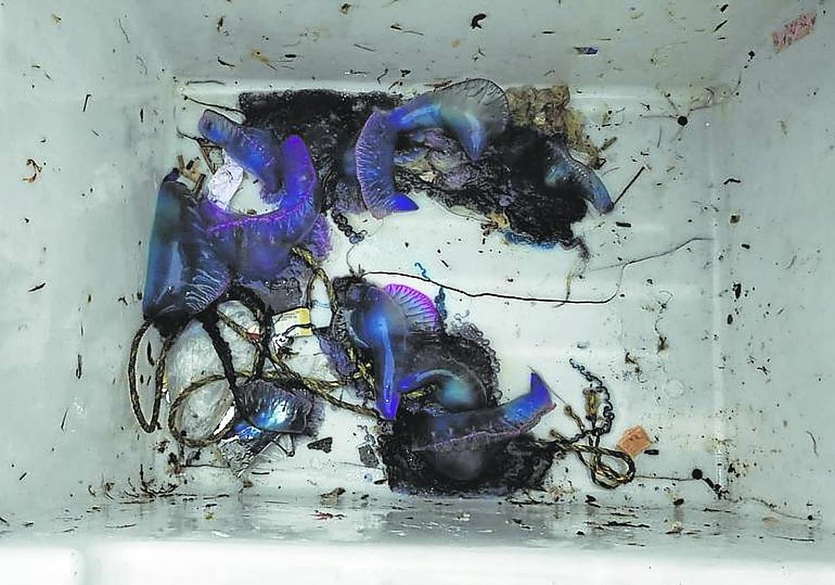 Varios ejemplares de 'carabelas portuguesas' capturados ayer en Donostia