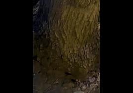 Las cucarachas se pasean por Gros