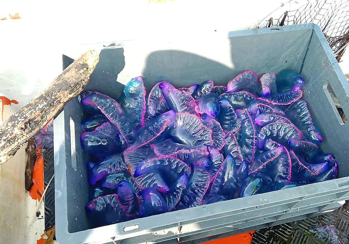 'Carabelas portuguesas' recogidas este viernes en La Concha