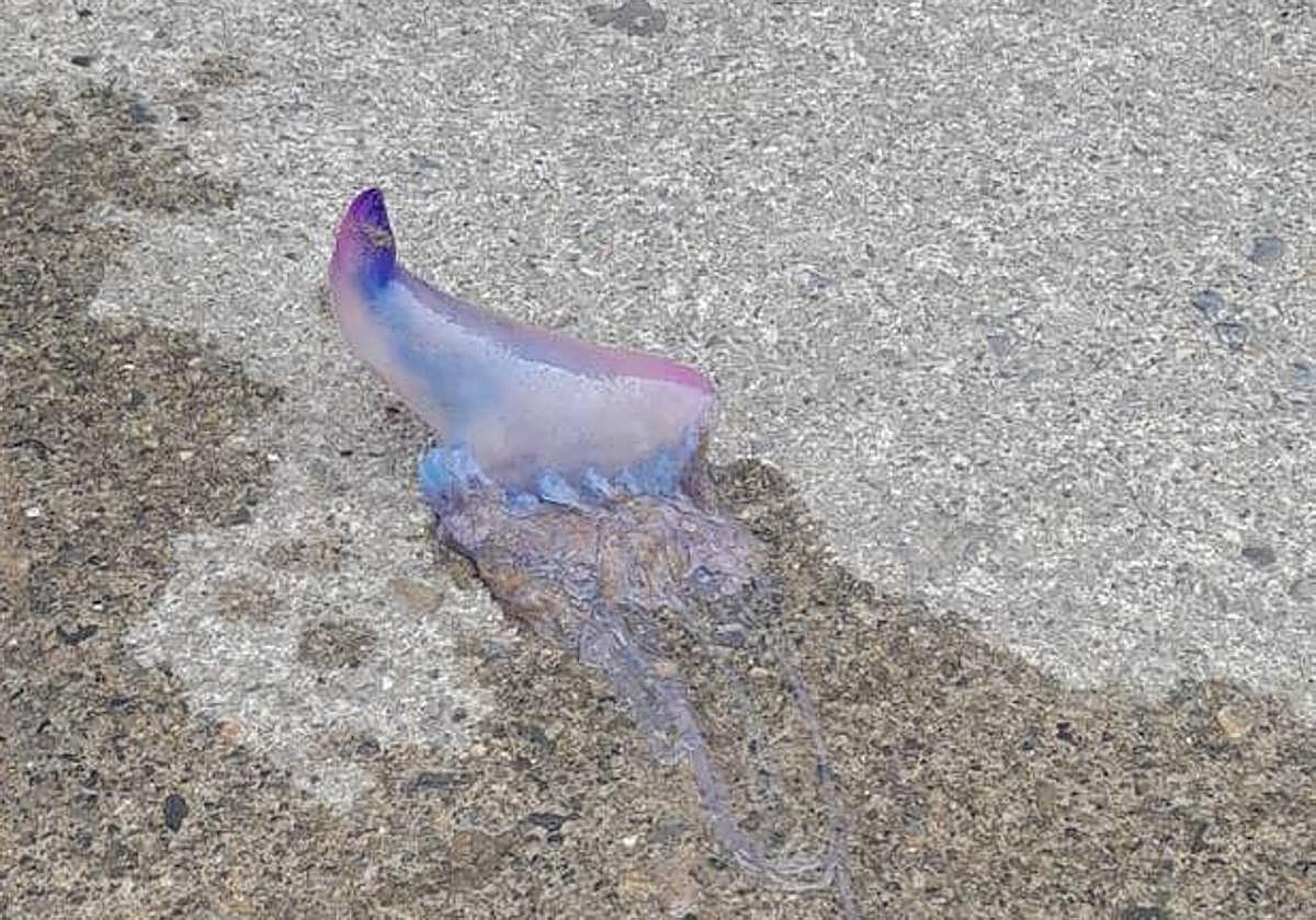 Un ejemplar de carabela portuguesa, esta mañana en Getaria.